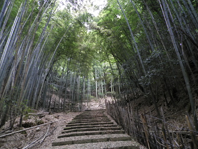 参道です。ひょっとしたら竹林はこの辺りだけかもしれません。