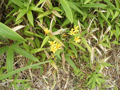 花のシーズンは終わりましたが、小さな花はまだまだ健在のようです。