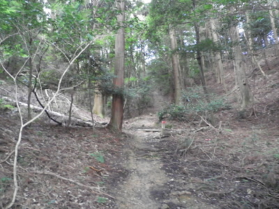 こんな路を登ります。