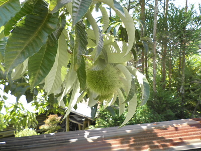 でかい栗ができていました。
山で落ちているのは小さい物ばかりですが、栽培されているのはさすがにでかい。