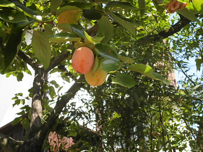 栗といい、枇杷といい秋の味覚がいっぱい。