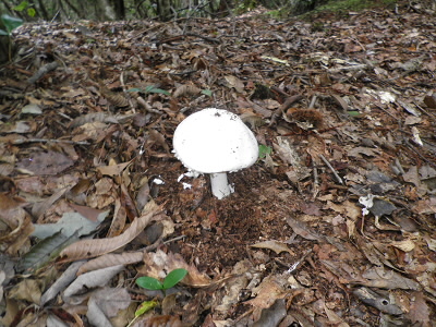 2012/09/15 14:28:51 キノコ