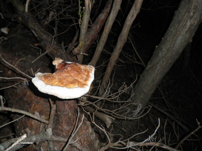 2012/09/15 15:24:27 きのこ