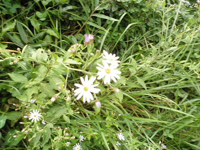 たぶん、リュウノウギク。
季節が悪いのか、あまり花がさいていませんでした。
