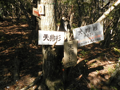 天狗杉なんですが、いくつ道標をつければいいのか。
「わかった」って。