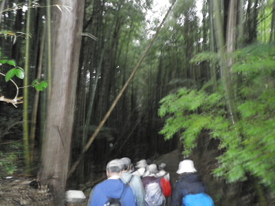 2012/10/28 10:10:21 くらい竹林