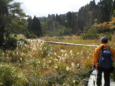 近畿地方では珍しい高層湿原帯です。
