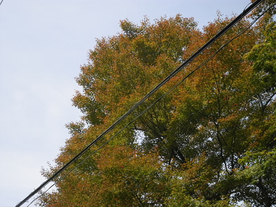 ほんのり色づきましたが本格的な紅葉はまだです。