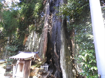 2013/02/03 09:07:37 雷に撃たれた杉