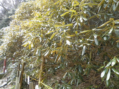 2013/02/03 12:36:03 月輪寺の石楠花