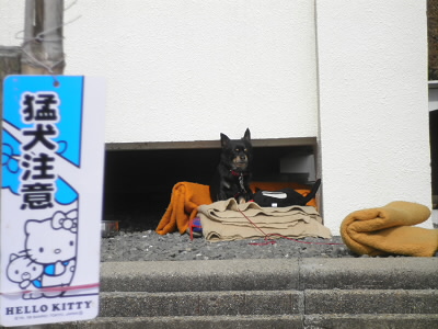 2013/02/03 12:40:23 月輪寺の猛犬