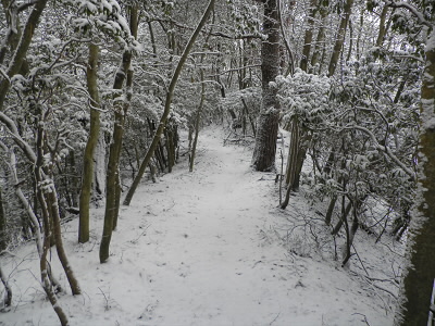 だんだん、雪が深くなります。
もう少し、積もっていないとアイゼンに落ち葉がくっついて歩きにくいです。
前に思いっきり蹴りだすと、落ち葉の塊が飛んでいきました。
