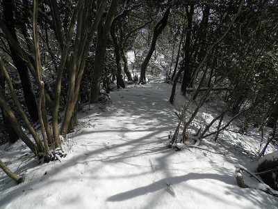 ほうれ、ほれ。
土が見えなくなってきました。