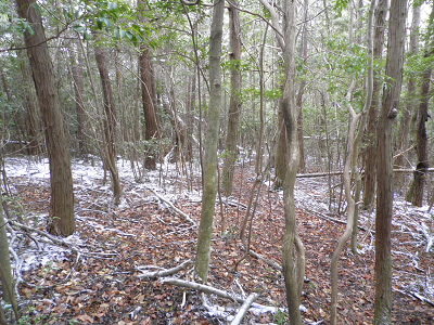 うっすらと雪化粧