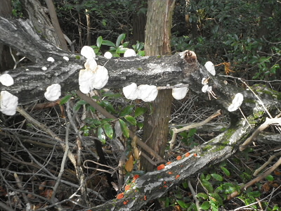 白いキノコと赤いキノコが出ていました。