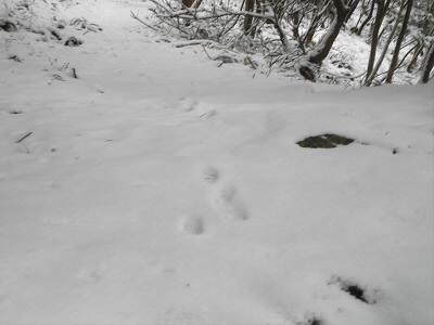 2013/03/03 09:45:52 足跡