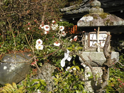 もう、梅が咲いています。
ほんのかすかに香りがありました。