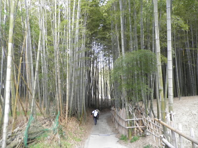 竹林の中を歩きます。