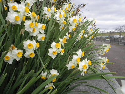 水仙も植えられていて、早春の色を添えています。