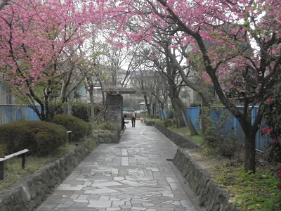 ここは、結構桜が咲いていました。