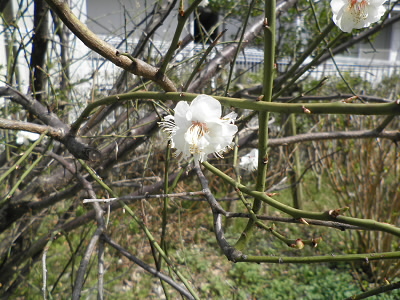 やっと咲いていたサクラ。