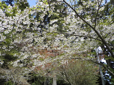 愛宕山ではまだ、桜が咲いています。