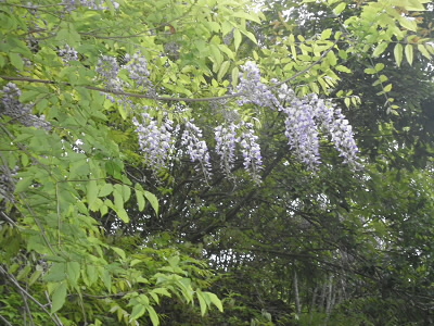 フジも花盛り。でもツツジは散っていた。