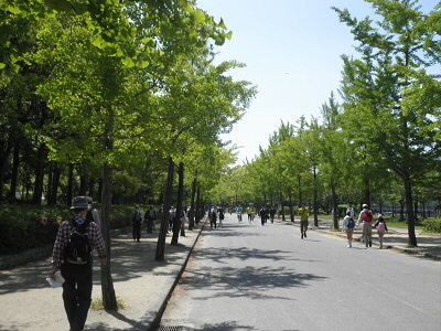 とても晴れたので、緑が眩しいかったです。