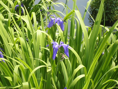カキツバタかアヤメかどっちか