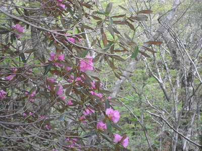 石楠花がいっぱい咲いていました。
先日のツツジのリベンジみたいでした。