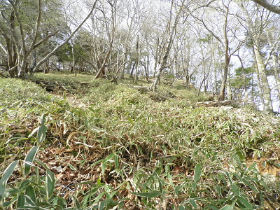 このあたりから、下草がササになってきました。