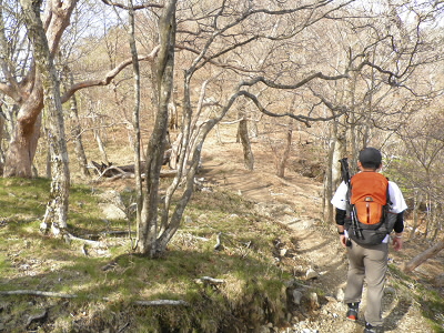 京都の山は、杉林ですが、原生林になっています。
道が明るいです。