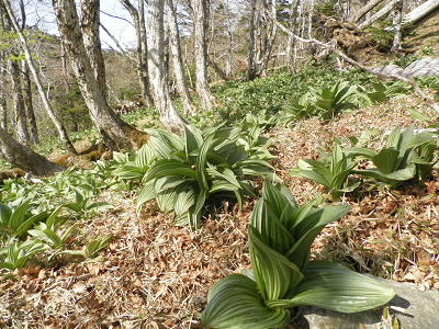2013/05/15 08:09:03 バイケイソウ