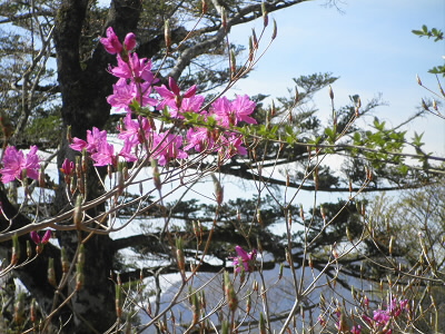 ツツジはあまり咲いていませんでした。
