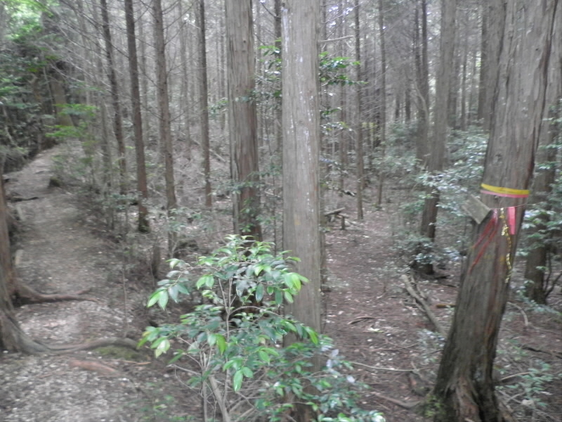2013/07/06 13:36:38 池への分岐