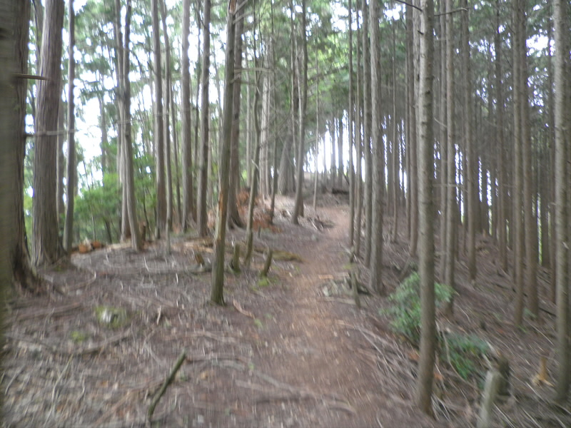 2013/07/13 11:38:03 尾根道