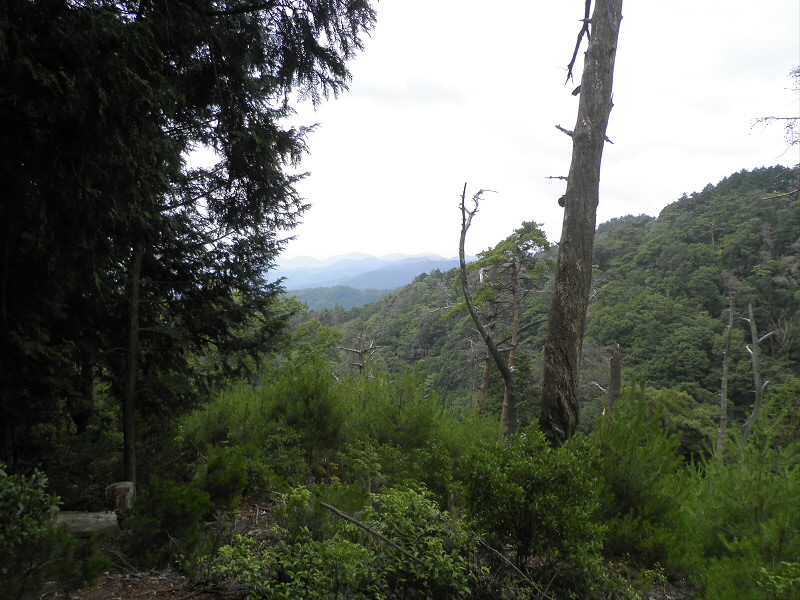 2013/07/13 11:39:43 尾根道