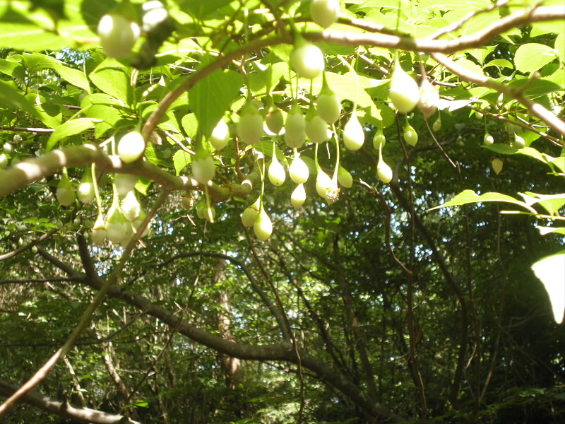 なんだろう？わかんない。