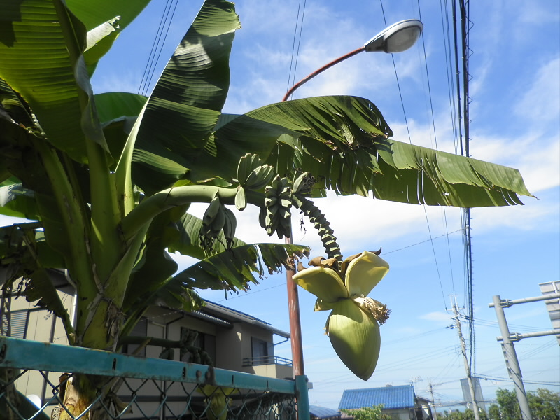 高速を渡ったところに生えていました。
なんで？こんなとこに。