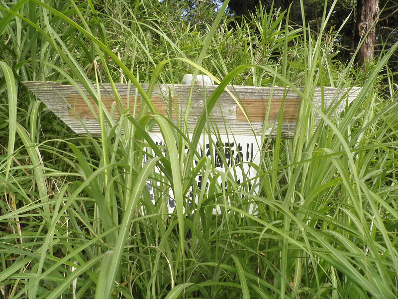 夏は仕方なく、草が生えます。
なにもないですがここを登ります。