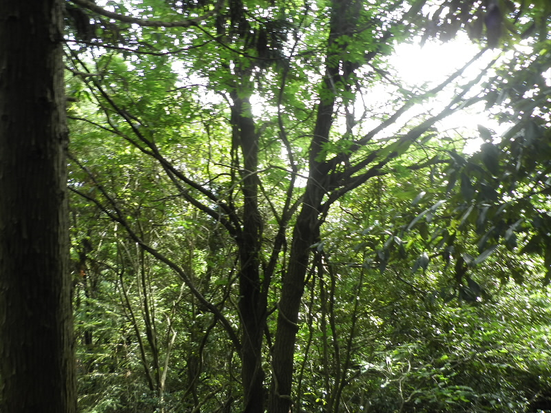 2013/07/21 08:38:50 藤見台