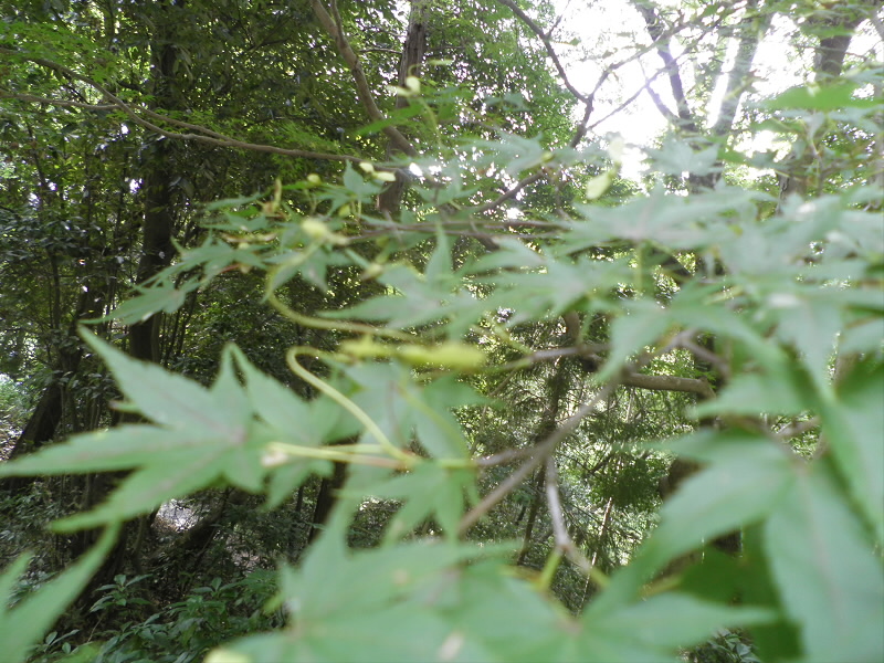 2013/08/04 10:44:44 カエデ