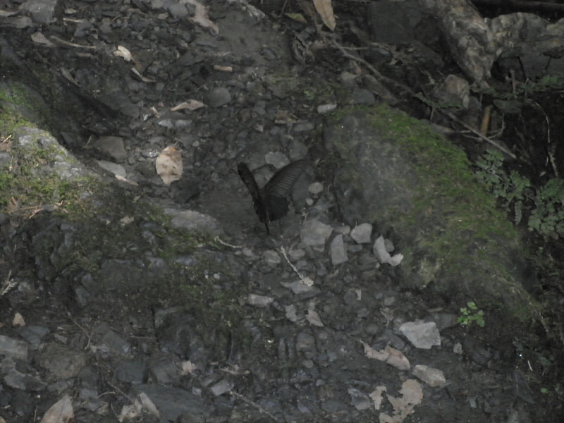 2013/08/04 11:12:40 クロアゲハ