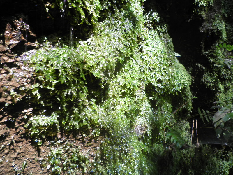 2013/08/04 14:06:08 水のしたたり