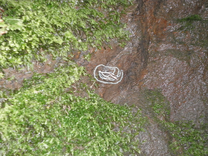 2013/08/04 14:06:28 クモの巣