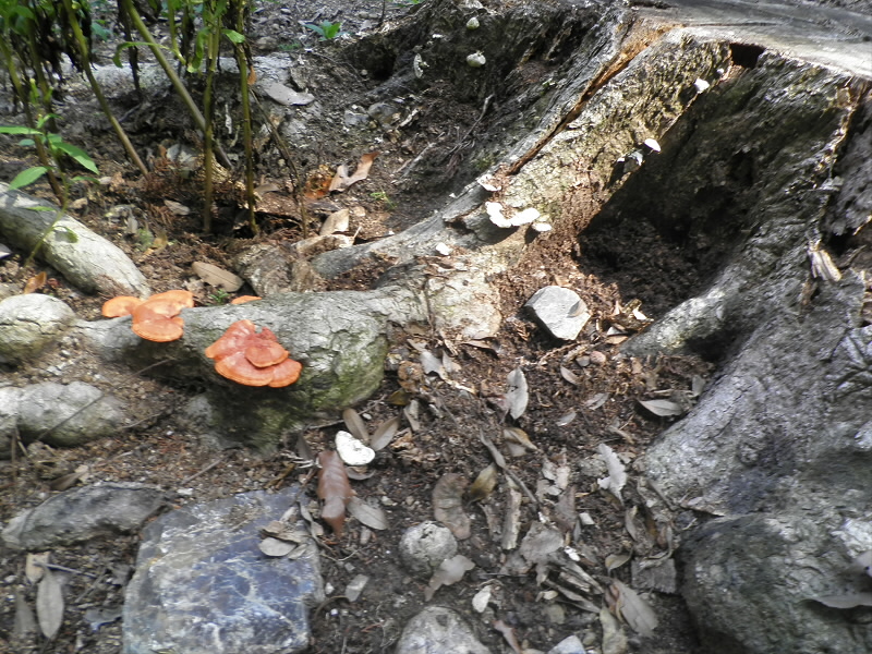 2013/08/04 14:16:13 紅白のきのこ