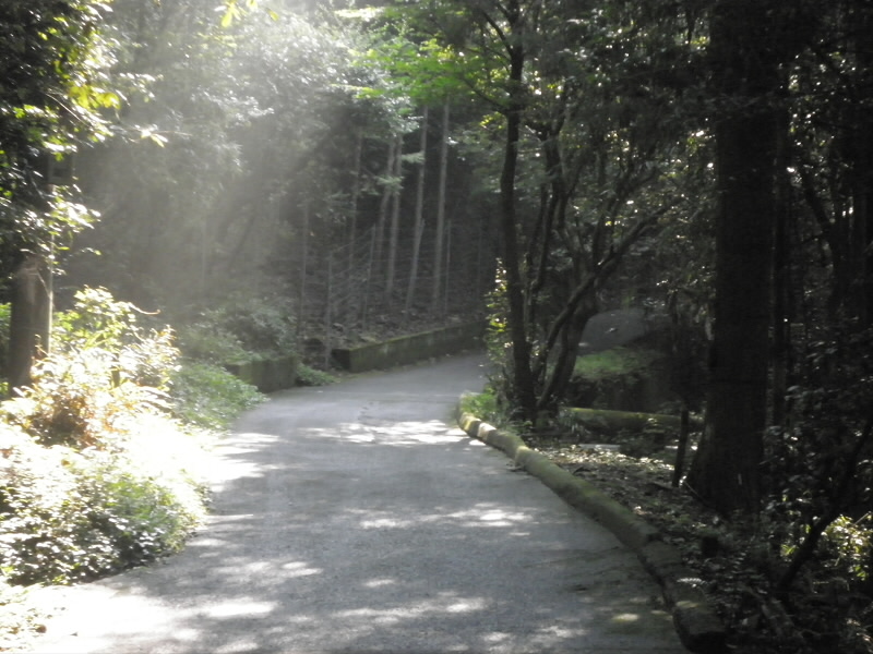気温が上がる前にと思い、なるべく早くに。
昨日の雨のせいか路面がぬれていて、少し霧のような感じに。