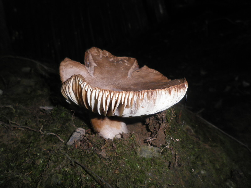 傘が大きいし、ヒダヒダです。