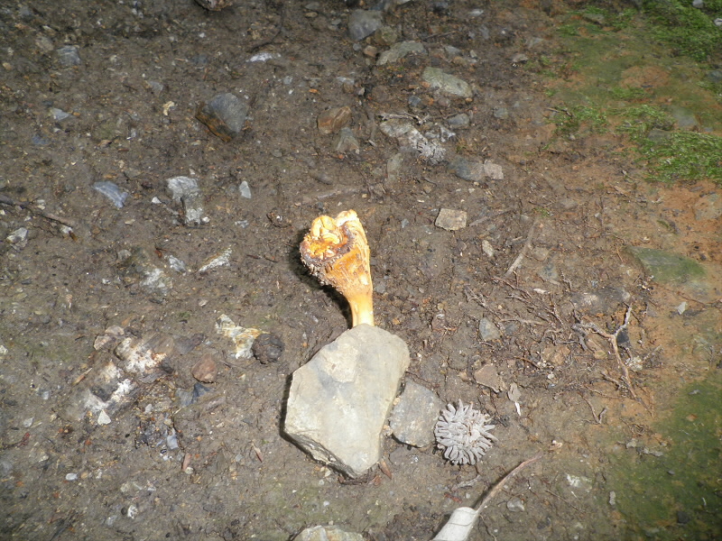 これから開くのかも。
