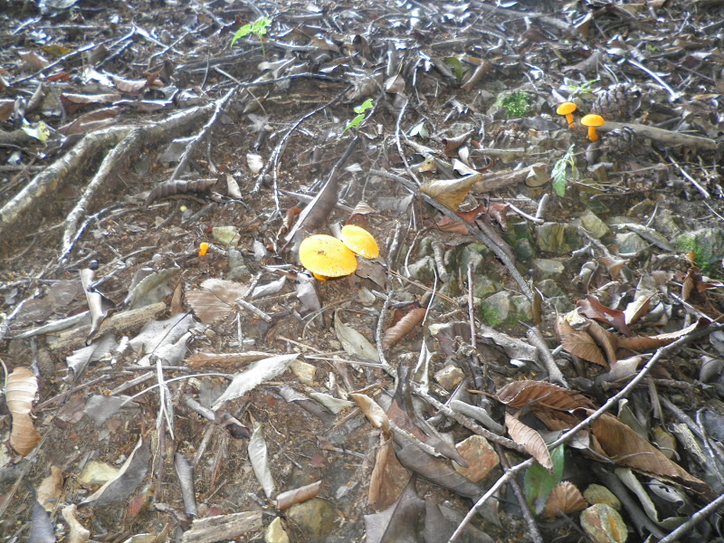 2013/08/11 09:39:24 黄色いキノコ